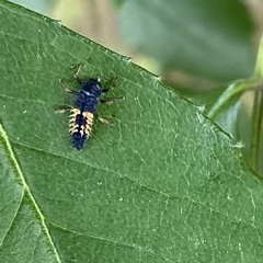 Harmonia axyridis