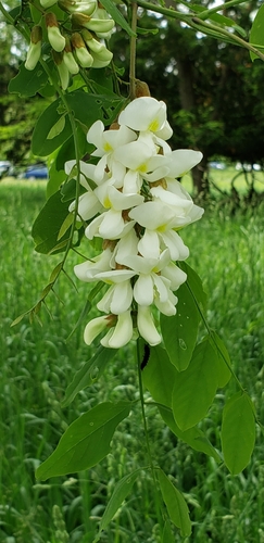 Black Locust