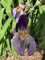Iris