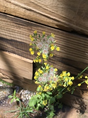 Youngia thunbergiana