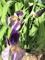Iris
