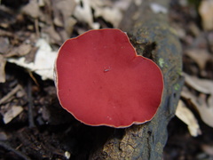 Phillipsia subpurpurea