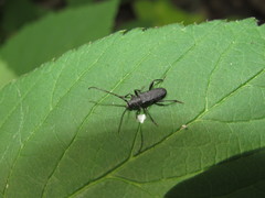 Ropalopus macropus