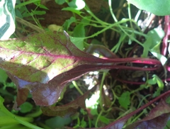 Beta vulgaris vulgaris