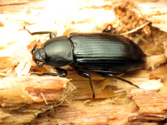 Centronopus calcaratus