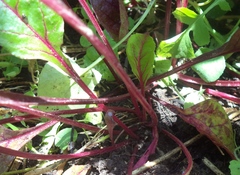Beta vulgaris vulgaris