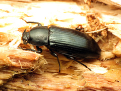 Centronopus calcaratus