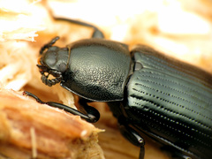 Centronopus calcaratus