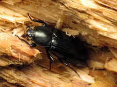 Centronopus calcaratus