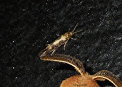 Agraylea multipunctata