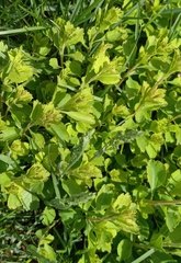 Spiraea
