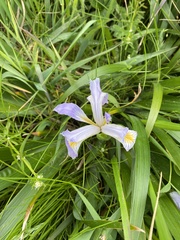 Iris tenax