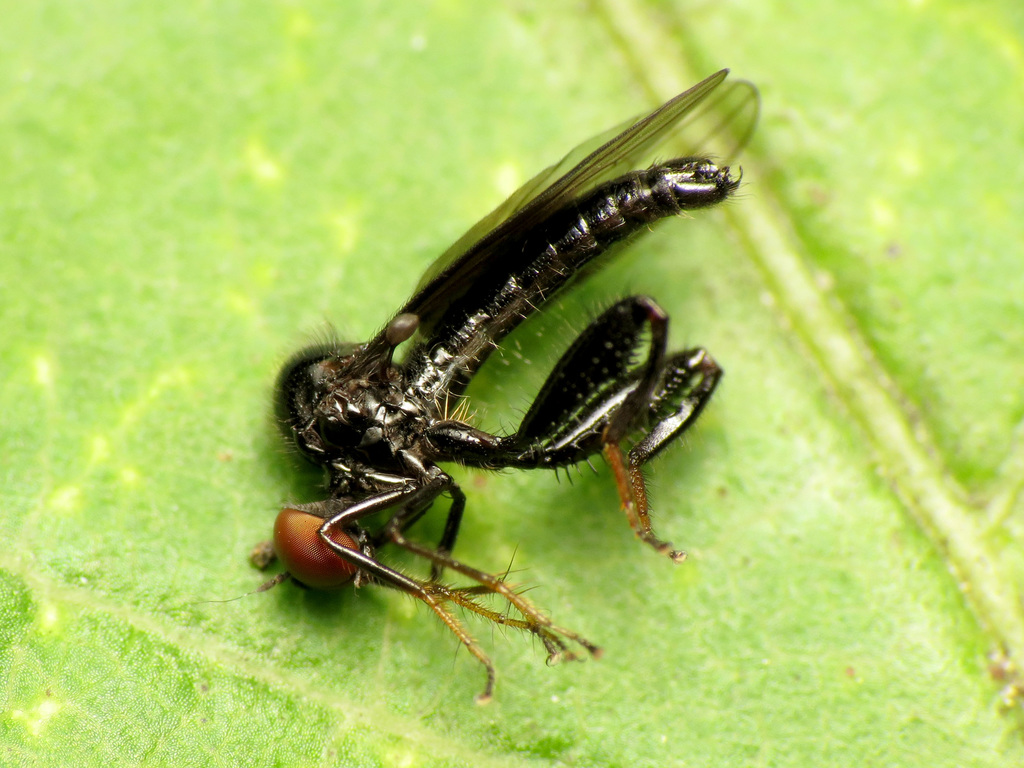 Euhybus purpureus