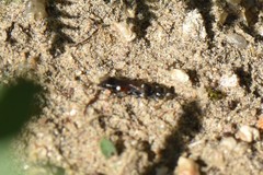 Alysson spinosus