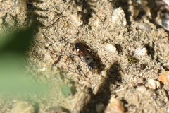 Alysson spinosus