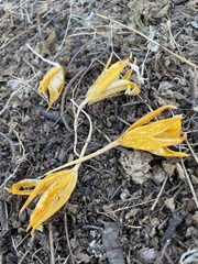 Prosthechea karwinskii