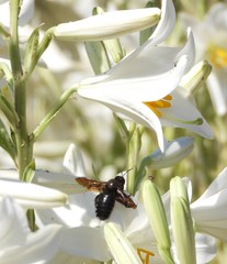 Xylocopa violacea