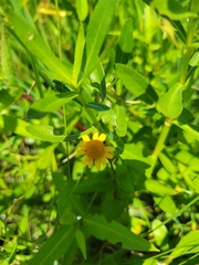 Acmella oppositifolia