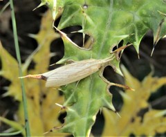 Ematheudes punctella