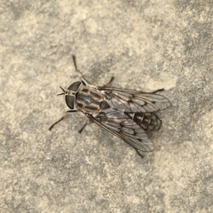Tabanus reinwardtii
