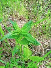 Dianthus barbatus