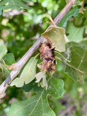 Neuroterus varians