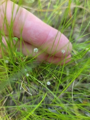 Eriocaulon koernickianum