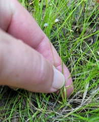 Eriocaulon koernickianum