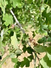 Neuroterus varians