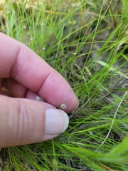 Eriocaulon koernickianum