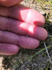 Eriocaulon koernickianum
