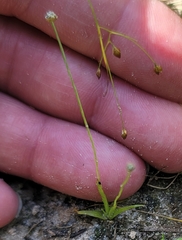 Eriocaulon koernickianum