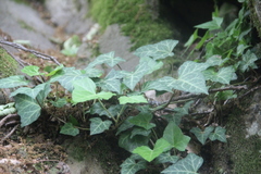 Hedera caucasigena
