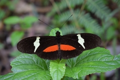 Heliconius clysonymus