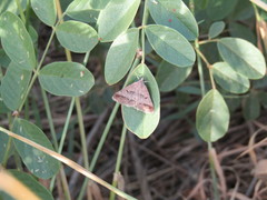 Acantholipes regularis
