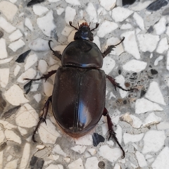 Coleoptera