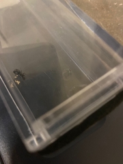 Formicidae