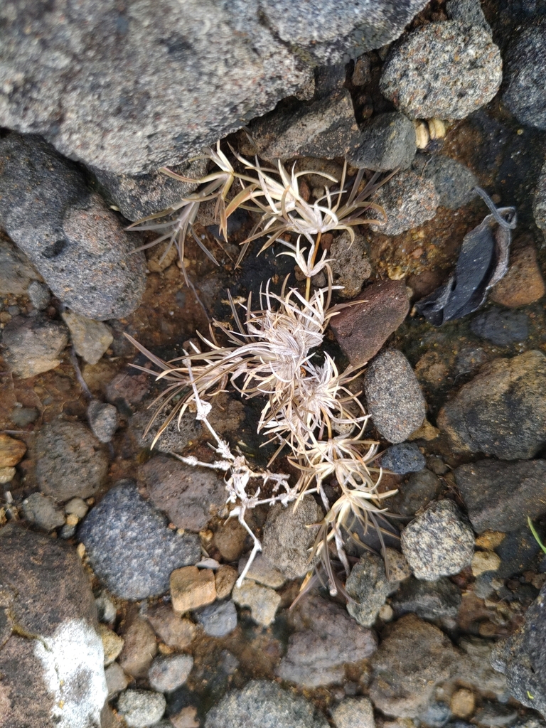 Chloris filiformis