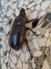 Coleoptera