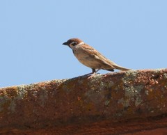 Passer montanus