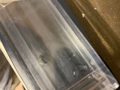 Formicidae