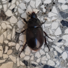 Coleoptera