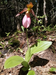 Cypripedium acaule image