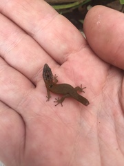 Sphaerodactylus macrolepis