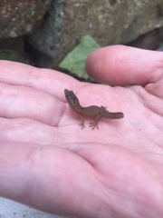 Sphaerodactylus macrolepis