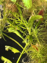 Hygrophila difformis