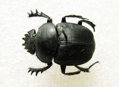 Scarabaeus typhon