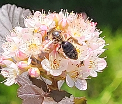 Andrena crataegi