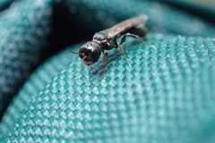 Crossocerus