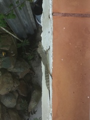 Anolis cristatellus wileyae